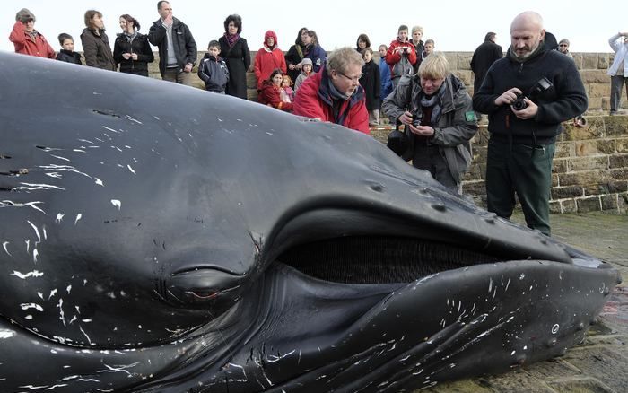 De dode bultrug op het strand. Foto EPA