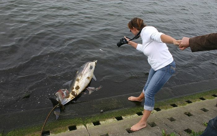 BRUSSEL – Een gestreepte dolfijn die begin deze maand opdook in de Schelde bij Antwerpen, is donderdag dood aangetroffen in de haven van de Belgische stad. Foto ANP