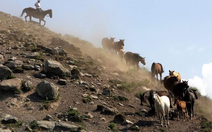 Een herder in Kirgizië. De regering van Kirgizië heeft diverse protestantse gemeenten en groepen verboden. Foto EPA