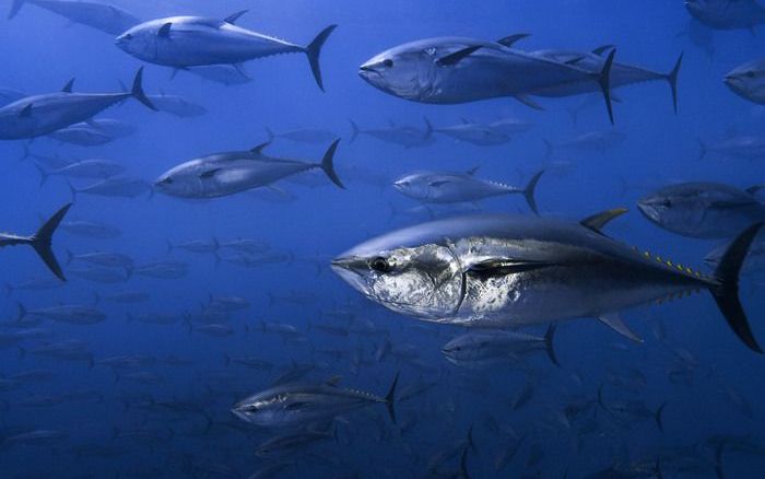 ZEIST – Blauwvintonijnen (Thunnus thynnus) zijn reusachtige vissen die leven in de Atlantische Oceaan en die vanwege hun voortreffelijke smaak geliefd zijn als delicatesse in Japanse sushirestaurants. Overbevissing en illegale visserij in hun paaigebied, 