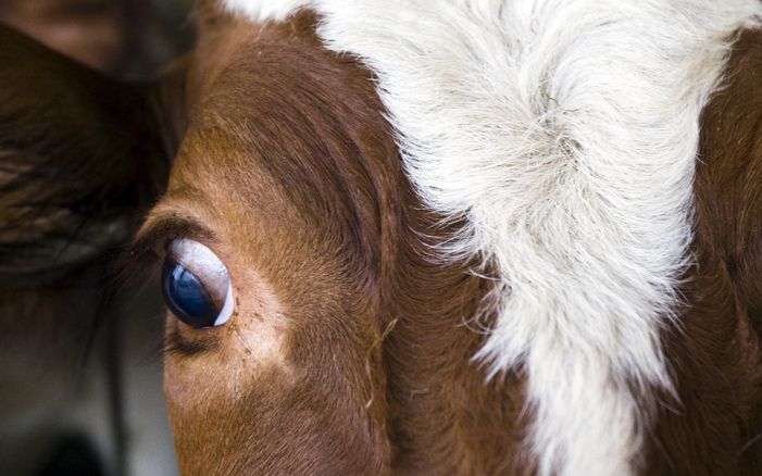 Bij een controle van de Algemene Inspectiedienst (AID) bleek dat een aantal dieren ondervoed en slecht verzorgd was. Foto ANP