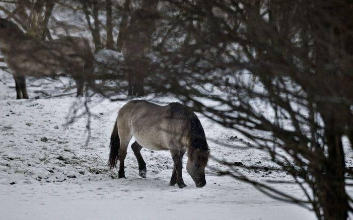 LELYSTAD (ANP) – Het bijvoederen van de grote grazers in het natuurgebied Oostvaardersplassen zou alleen maar averechts werken. Hans Breeveld van Staatsbosbeheer zei dat dinsdag naar aanleiding van klachten dat de dieren aan hun ’lot worden overgelaten’ i