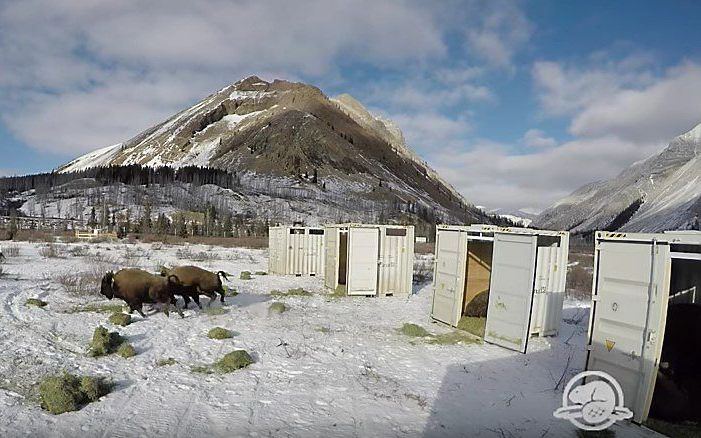 Het moment dat de bizons worden vrijgelaten in Banff National Park. beeld uit video YouTube