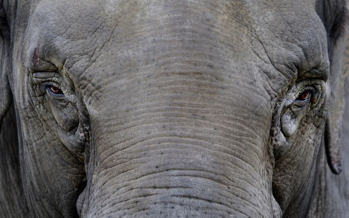 Dierenpark Emmen verwijderd gezichtsscans. Foto ANP