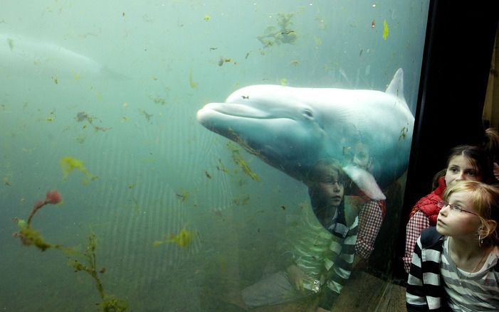 Dolfinarium kijkt tevreden terug op het pinksterweekeinde. Foto ANP