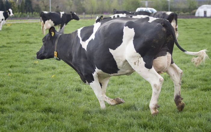 Melkveehouders kunnen het beste wachten met uitbreiding van hun bedrijf tot het melkquotum in 2015 is afgeschaft. Foto ANP