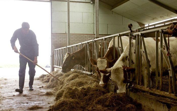 DEN HAAG – Veehouders krijgen de tijd hun stallen aan te passen aan milieu–eisen. Minister Cramer houdt niet vast aan de datum van 1 januari 2010 om de stallen te laten voldoen aan strengere normen rond de uitstoot van ammoniak. Wel moeten de boeren dan i