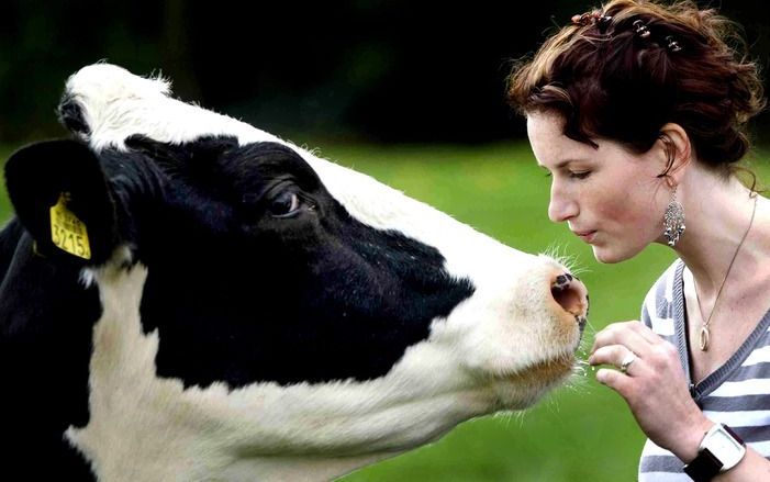 CDA, SGP en ChristenUnie vinden dat minister Verburg van Landbouw meer geld moet uittrekken voor jonge boeren, maar Verburg vindt dat ze al genoeg doet. Foto ANP