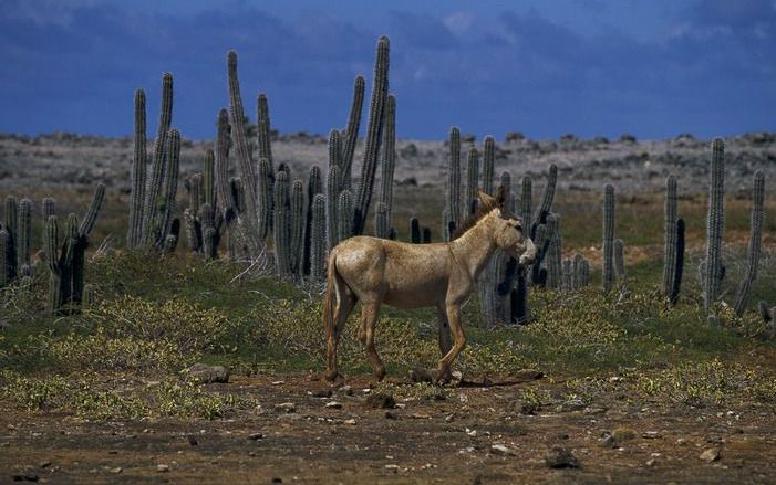 KRALENDIJK – Bonaire heeft sinds vrijdag voor het eerst in haar geschiedenis een eigen rechter. Frans Veenhof werd op Bonaire geïnstalleerd als nieuw lid van het Gemeenschappelijk Hof van de Nederlandse Antillen en Aruba. Foto ANP