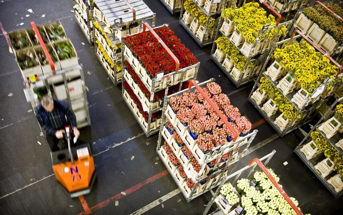 In hoog tempo moderniseert veilingconcern FloraHolland het veilen bij zijn belangrijkste locaties. Foto ANP