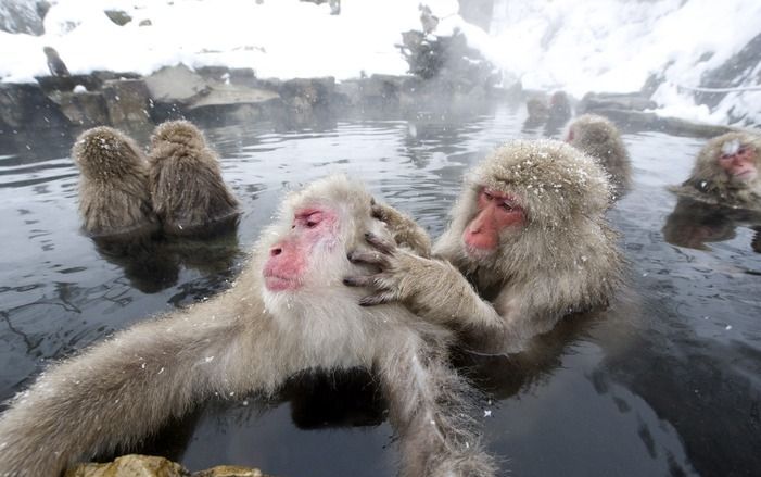 Vier maanden per jaar ligt er een dikke laag sneeuw in het leefgebied van deze Japanse makaken. beeld EPA