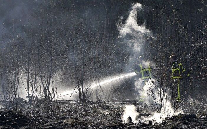 BAEXEM - Brandweerlieden bestrijden dinsdagmiddag een bosbrand in de omgeving van het asielzoekerscentrum (AZC) in Baexem. Foto ANP