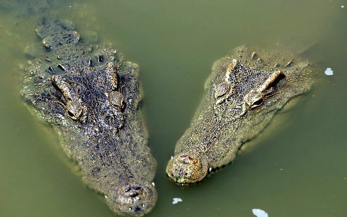 DARWIN – Een 20–jarige Australiër is vrijdagmorgen vrijwel zeker slachtoffer geworden van een krokodil. Dat meldden media in het land vrijdag. Het was alweer de derde keer in drie maanden tijd dat een dergelijk incident zich voordeed. Foto ANP