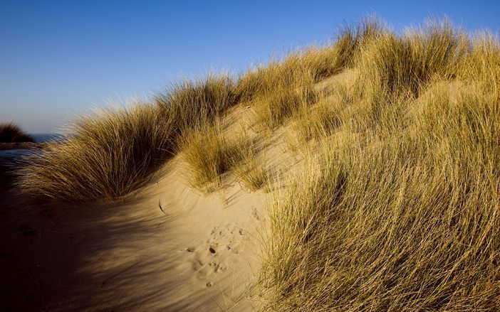 Het Waterschap Zeeuwse Eilanden heeft in de duinen bij Vlissingen een mijnenveld uit de Tweede Wereldoorlog ontdekt. Dat liet een woordvoerder woensdag weten. Foto ANP