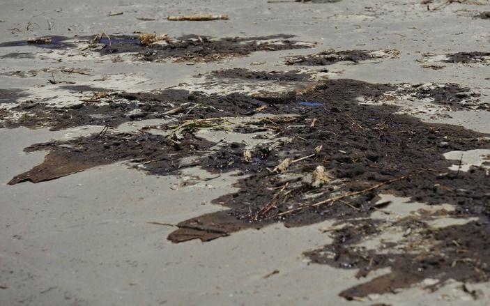 WASHINGTON/VENICE – De olie die in de Amerikaanse staat Louisiana aan land is gekomen, heeft al zeker 38 kilometer moerasland verwoest. Foto EPA