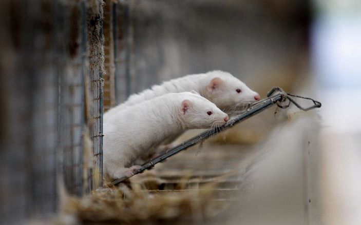 DEN HAAG – De Tweede Kamer heeft dinsdag ingestemd met het voorstel om de pelsdierhouderij per 2018 te verbieden. Nertsenfokkers kunnen geen schadeloosstelling verwachten. Foto ANP