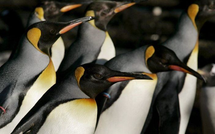 Een klein aantal soorten, zoals de koningspinguïn, die leeft op eilanden ten noorden van Antarctica, neemt in aantal toe. Foto EPA