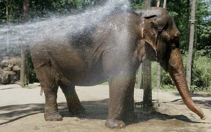 ARNHEM - Juli 2006: de warmste julimaand, met een gemiddelde temperatuur van 22,3 graden. De tropische temperaturen speelden ook dieren in de dierentuin parten. In Burgers Zoo in Arnhem kreeg olifant Pinky een verfrissende douche met de tuinslang. Foto AN