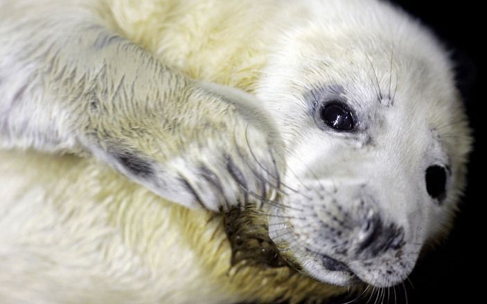 GRONINGEN - De zeehondencrèche Lenie ’t Hart in Pieterburen plaatst woensdag acht noodunits om het grote aantal zieke zeehonden te kunnen opvangen. Foto ANP