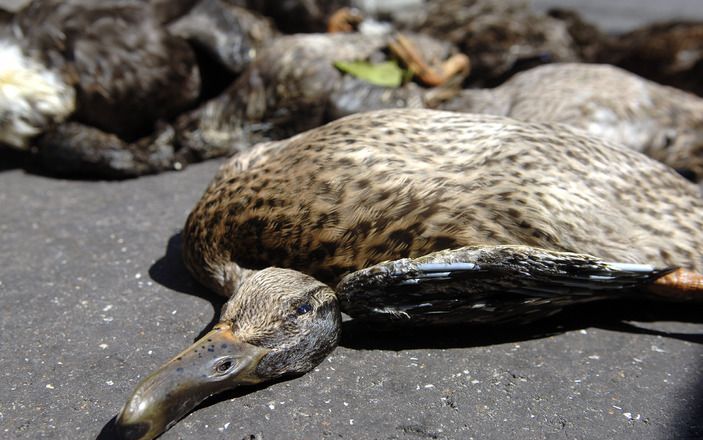 MAURIK - Meer dan 55 dieren zijn de afgelopen maand in Maurik door vergiftiging om het leven gekomen. Tientallen eenden, honden en katten zijn overleden nadat zij landbouwgif binnen hadden gekregen. Dat maakte de Dierenbescherming Rivierenland zondag beke