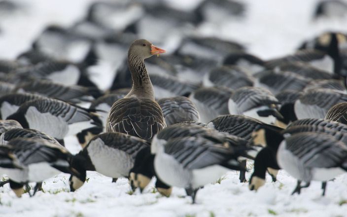 Grauwe gans. Foto ANP