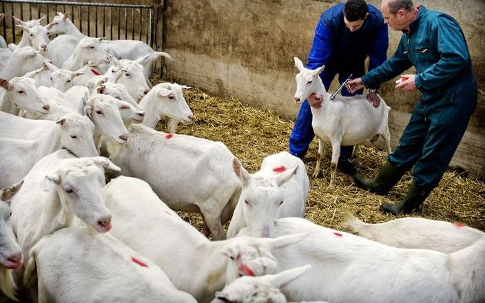 Geiten worden gevaccineerd tegen q-koorts. Foto ANP