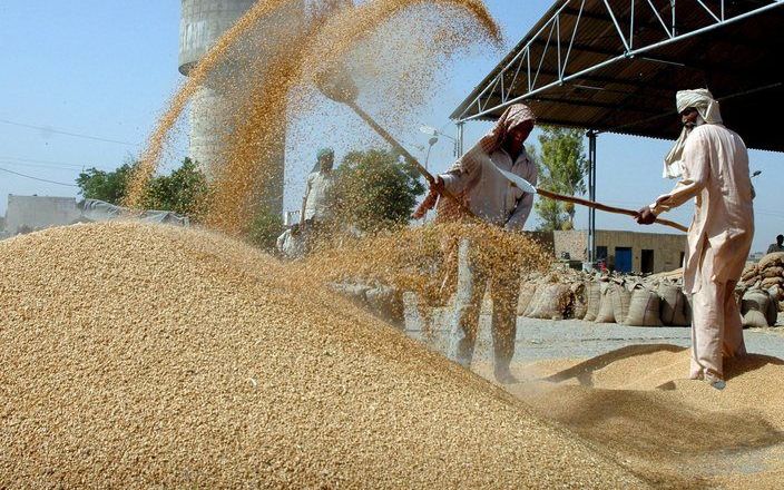 NEW YORK - Arbeiders scheiden het kaf van het koren op een markt in India, 23 april 2008. Beleggingsfondsen verwachten dat de wereld steeds meer voedsel nodig heeft en investeren daarom vaker in de ’onderkant’ van de landbouw. Zij kopen landbouwgrond, mes