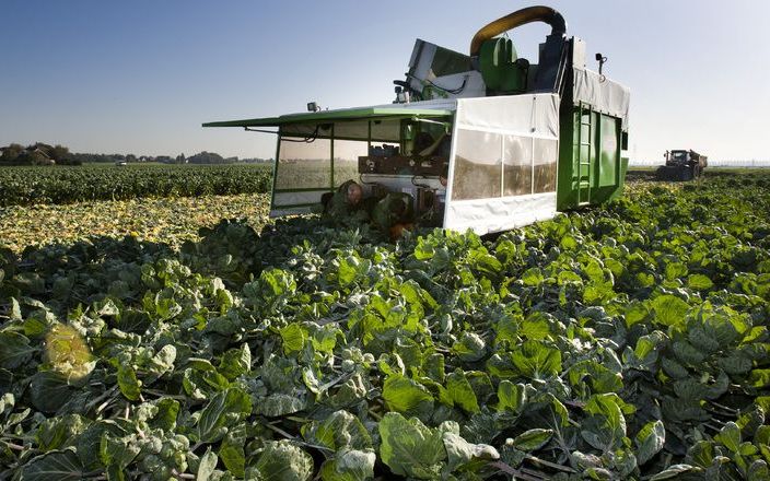 LTO: inkomen voor boeren en tuinders moet omhoog. Foto ANP