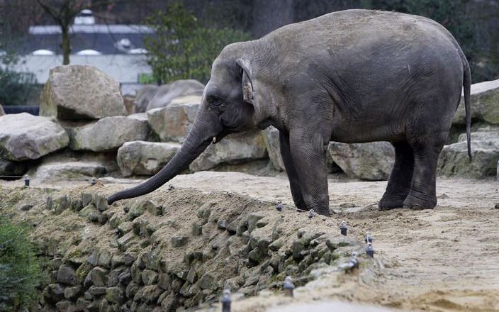 RHENEN - Olifanten in Ouwehands Dierenpark in Rhenen beginnen dinsdag aan een training in het opsporen van landmijnen. Als de olifanten dat onder de knie krijgen, kunnen olifanten in Centraal-Afrika daadwerkelijk onontplofte landmijnen opsporen en levens 