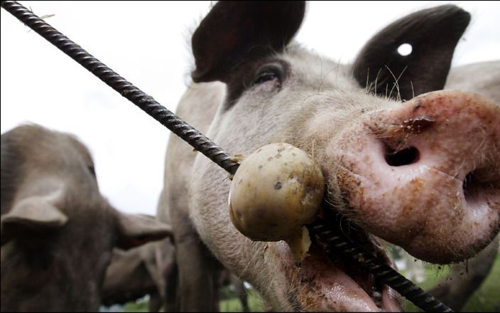 WAGENINGEN – Varkenshouders kunnen met speelgoed staartbijten bij varkens voorkomen. Ook stinkende goedjes als hertshoornolie helpen aantoonbaar tegen het veel voorkomende probleem in de varkenshouderij. Dat meldde Wageningen Universiteit woensdag na onde