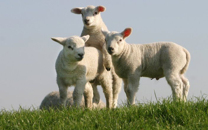 HEERDE – Circa honderd schapen nemen in Heerde werk van het waterschap Veluwe over. Foto ANP