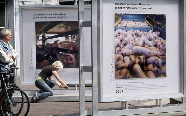 Stichting Varkens in Nood wil dat de supermarkten AH, Lidl en C1000 voor 4 oktober 2008 met een plan komen om het castreren van biggen af te bouwen. Foto ANP