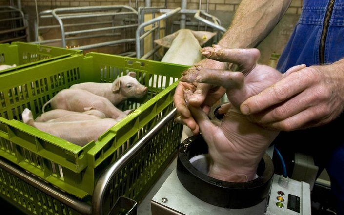 WOUBRUGGE - Een boer in Woubrugge plaatst maandag een biggetje in de Piglift waarmee hij het dier verdooft voordat het gecastreerd wordt. Foto ANP