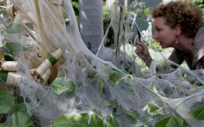 BREUKELEN – Een natuurgids van de natuurorganisatie IVN inspecteerde gisteren bomen in de wijk Broeckland in Breukelen. Het groen is hier dit jaar in hogere mate dan in andere jaren het slachtoffer van rupsen. Een bedrijf zuigt vandaag de rupsen van de st