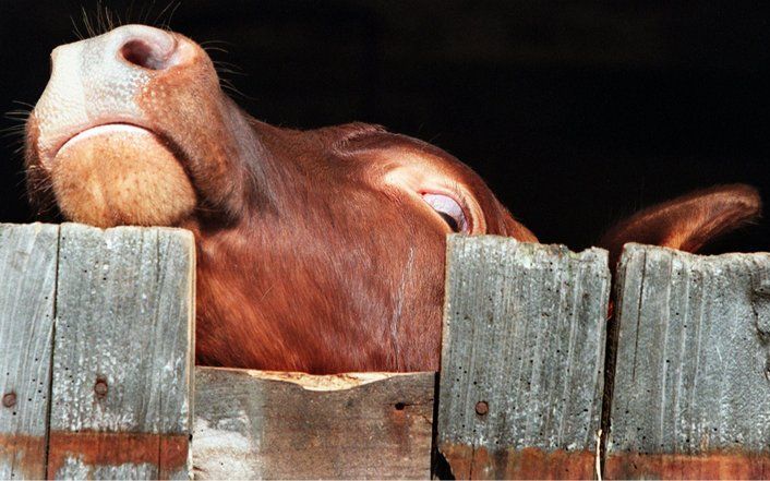 Het rund, Roelie 177, had al geruime tijd moeilijkheden met lopen waarop de veehouder besloot het dier te laten afmaken. Dinsdag bleek uit onderzoek dat het hersenweefsel van het dier positief reageerde op de BSE-test. Uit voorzorg worden woensdag ook zev