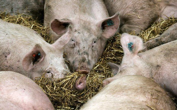 DEN HAAG - Varkens in hun stal. Het kabinet verwerpt „ten zeerste” de uitspraak van de Egyptische moslimleider sjeik A. Ali Othman dat hedendaagse varkens afstammen van Joden die door Allah in varkens zijn veranderd en dat het daarom verplicht is alle var