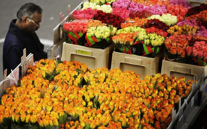 Britten smokkelen canabis tussen Nederlandse bloemen. Foto ANP