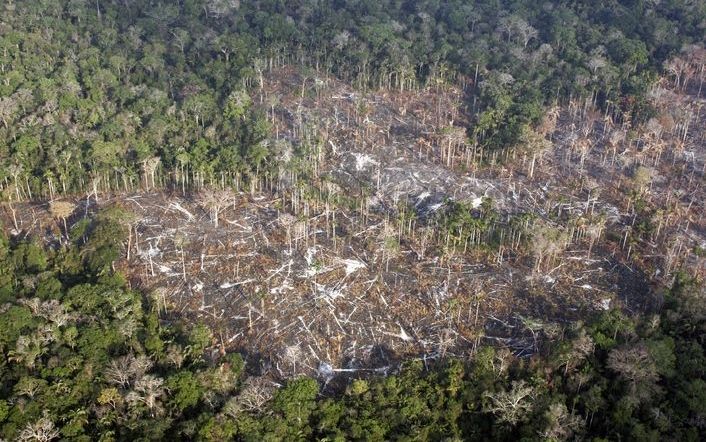 BRASILIA - De Braziliaanse Amazone heeft in augustus zeker 756 vierkante kilometer bos verloren door onder meer houtkap en verbranding. Foto ANP