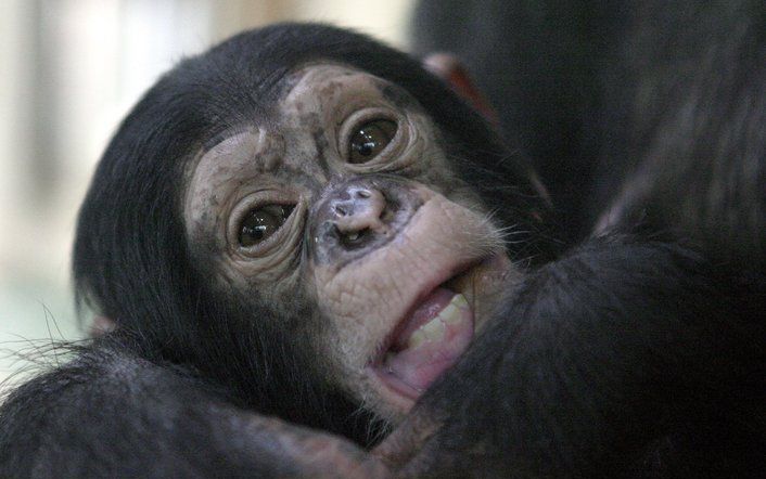 Circa 1,25 miljoen personen kwamen een kijkje nemen in de dierentuin in Amsterdam. Dat waren er een paar duizend meer dan de ruim 1,2 miljoen in 2007. Het aantal leden steeg eveneens. Foto ANP