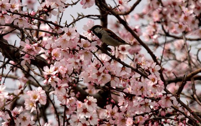 Ds. E. Mijnheer: „De amandelboom bloeit altijd, terwijl alle andere bomen nog dood zijn. Net zoals ons sneeuwklokje. Zo belooft de Heere dat Zijn Woord vrucht zal dragen, ook al is het te midden van een zondig volk.” Foto EPA