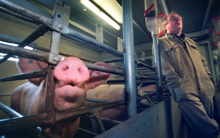 DEN HAAG – Als er in varkensstallen geen materiaal is om te voorkomen dat de dieren zich vervelen, moet ook eens daadwerkelijk tegen de varkenshouder worden opgetreden. Dat heeft Thieme (Partij voor de Dieren) donderdag laten weten. Foto ANP