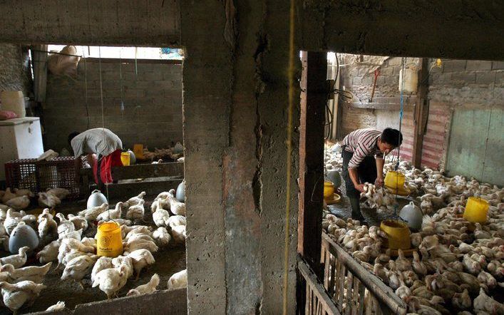 Ook deze Indonesische arbeiders die kippen sorteren zullen te maken krijgen met het besluit van de Indonesische regering om van de zondag een werkdag te maken. Foto EPA.