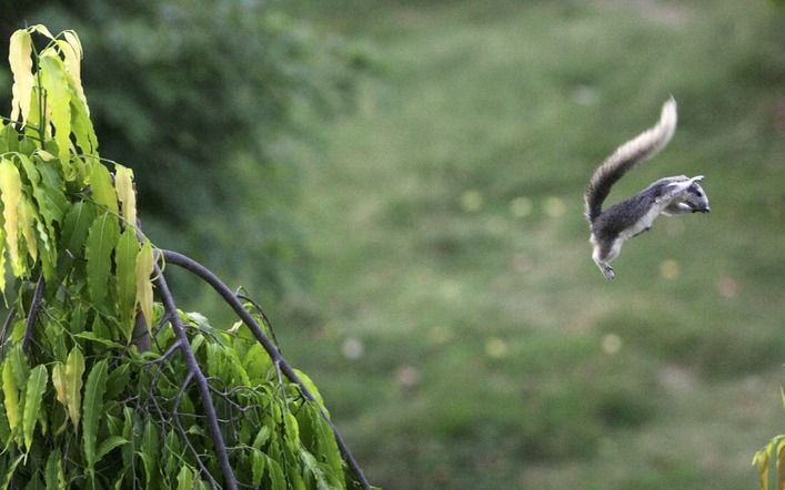 Een grijze eekhoorn springt van boom naar boom. Foto EPA