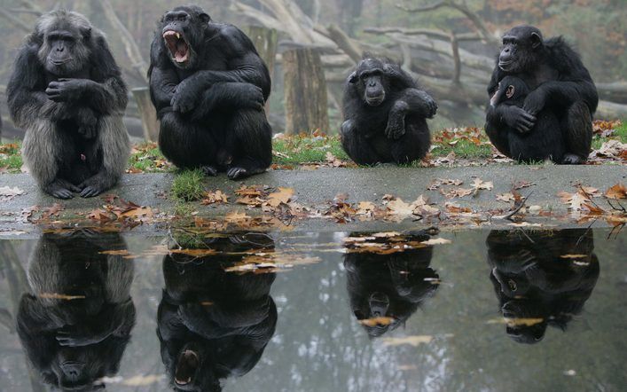 ARNHEM – Chimpansees in Burgers’ Zoo in Arnhem. De leiding van de dierentuin is extra alert om te voorkomen dat de mensapen besmet raken met het Mexicaanse griepvirus. Niet alleen dieren­tuinen, maar ook horeca, gemeentes, ziekenhuizen en bedrijven bereid