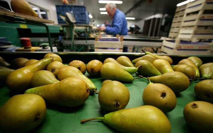 De productie van peren zal dit jaar naar verwachting 16 procent hoger liggen. Foto ANP