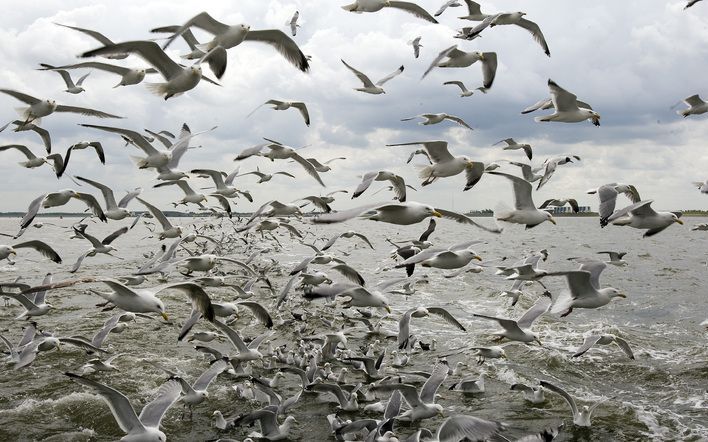 LAUWERSOOG - Vogelliefhebbers kunnen zaterdag hun hart ophalen tijdens de jaarlijkse internationale vogelteldag. Op de foto: Zilvermeeuwen. Foto ANP