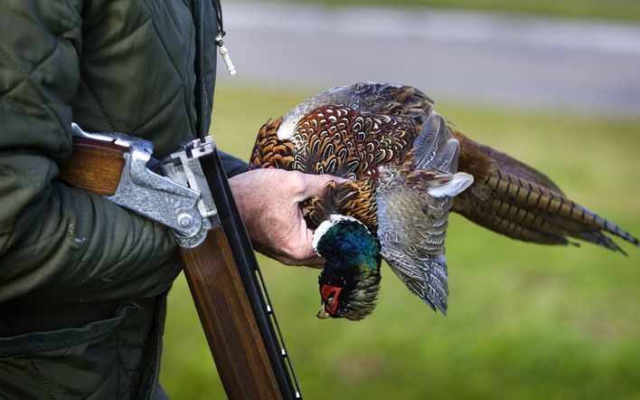 Reizigers die dinsdag op luchthaven Schiphol op hun bagage stonden te wachten, schrokken zich een hoedje. Uit een van de koffers op de bagageband druppelde bloed. Er zaten dode vogels in, zo ontdekten medewerkers van de Koninklijke Marechaussee. Foto ANP