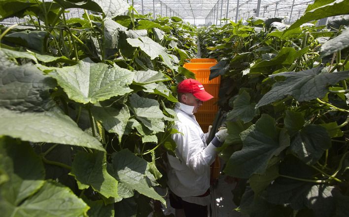 De tuinbouwsector staat zwaar onder druk door de aanhoudend dalende opbrengsten van tuinbouwproducten zoals bloemen en groenten. Foto: een komkommerkwekerij in Maarssen. Foto ANP