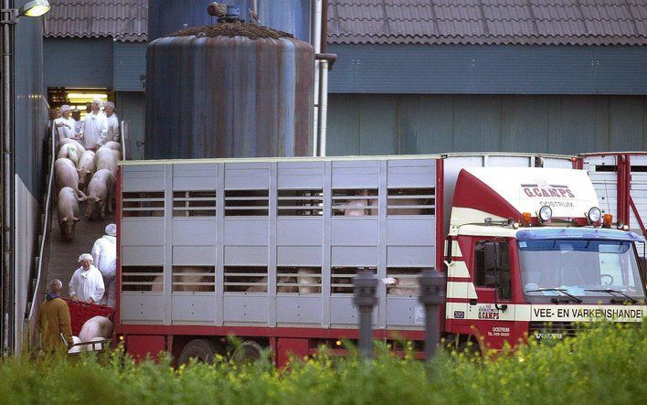 „Als in een landbouwgebied op industriële wijze eiwitten worden geproduceerd, heeft dit niets meer te maken met wat onder een boerderij verstaan wordt.” Foto: megabedrijf Knorhof in Avezaath. Foto ANP