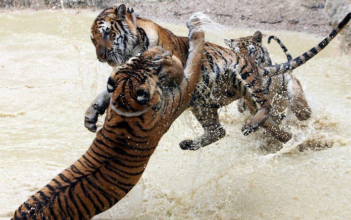 RIJSWIJK – Een plaat van twee stoeiende tijgers in een opvangtempel voor tijgers in Thailand is de beste krantenfoto van 2008. Dat bepaalde de Krantenfoto Kinderjury zaterdag. De foto van het internationale fotopersbureau EPA werd gemaakt door Olivier Mat